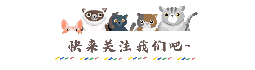 卡通猫咪关注引导在线gif动图制作-千库编辑