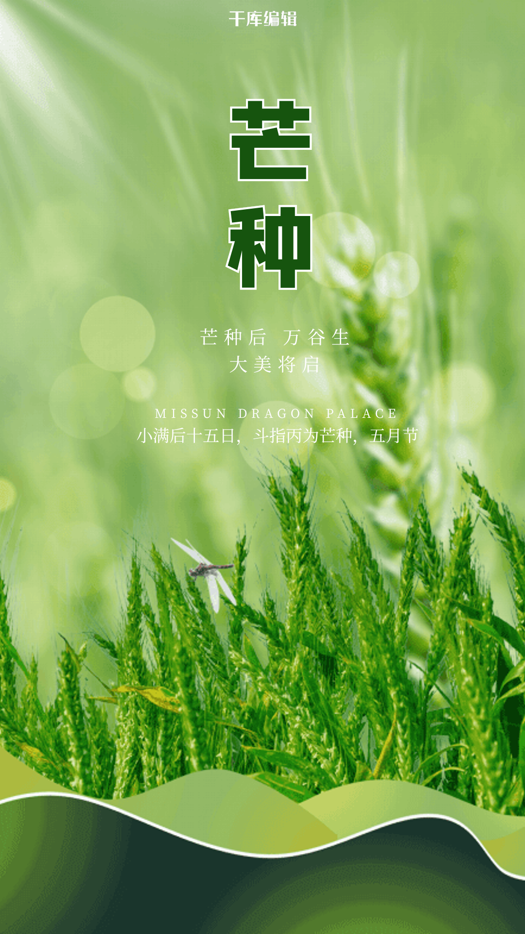 芒种麦子绿动态海报