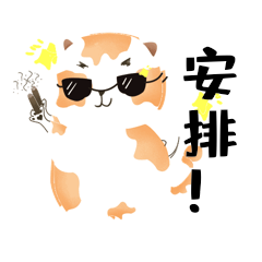 小猫咪表情包安排