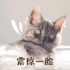 猫咪震惊一脸表情包喵星人gif