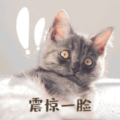 猫咪震惊一脸表情包喵星人gif