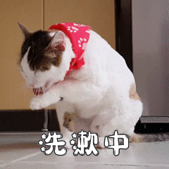 猫咪洗脸洗漱表情包gif动态