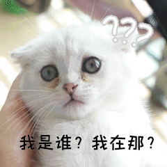 猫咪迷茫我是谁我在那gif动态表情包