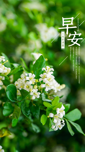 早安美好问候语手机海报设计