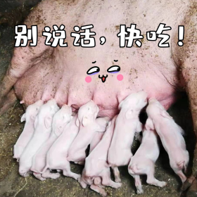 别说话快吃猪粉色摄影图猪摄影图-表情包