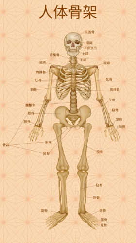 人体医疗组织器官人体骨架示意图插画