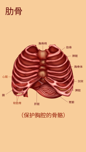 人体医疗组织器官肋骨示意图插画