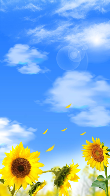 夏天向日葵蓝色清新背景