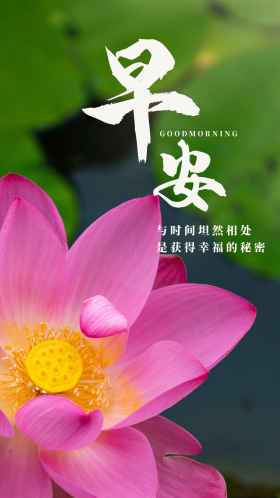 早安问候荷花清晨绿色中国风手机海报