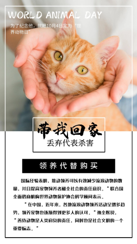 世界动物日领养写实宣传海报