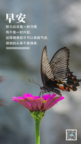 百果园日出灰色蝴蝶蝴蝶昆虫摄影图早安