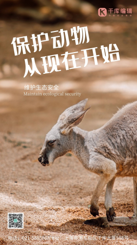 袋鼠动物保护公益简约风摄影图海报
