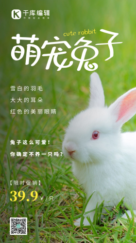 简约风白色萌宠兔子优惠摄影图海报