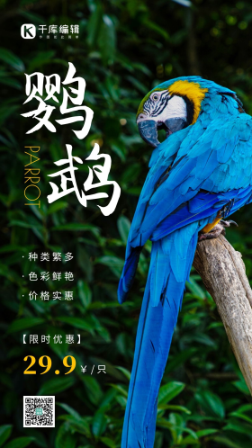 简约风白色鹦鹉限时优惠摄影图海报
