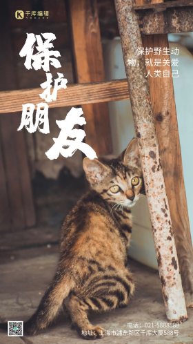 保护动物公益猫咪宣传摄影图海报
