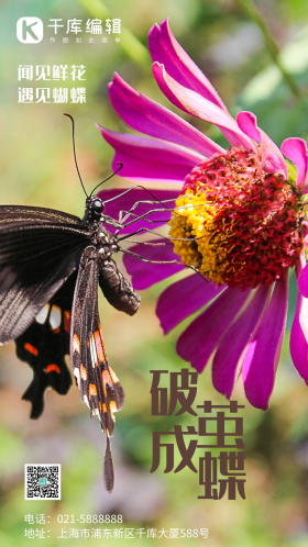 破茧成蝶图片-素材-模板在线设计制作-千库编辑