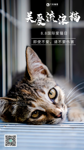 流浪猫保护动物摄影图海报