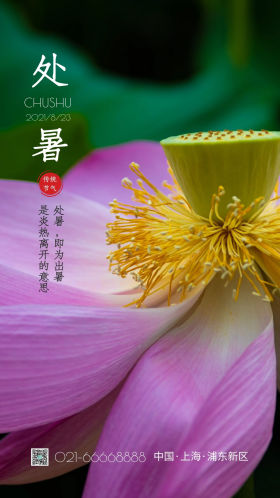 荷花花蕊特写摄影图 处暑 节气 摄影图海报