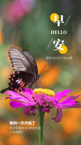 湖南百果园早晨彩色蝴蝶昆虫自然摄影图配图 摄影图海报 早安