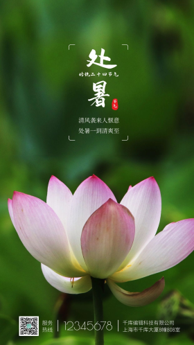 传统二十四节气处暑荷花摄影图海报