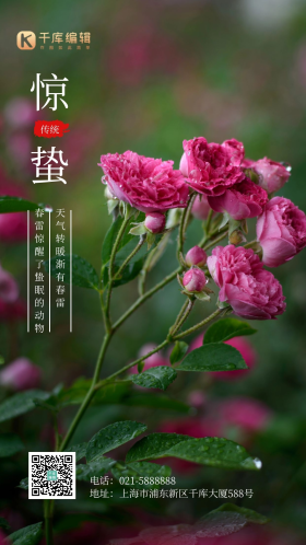 简约风摄影图蔷薇惊蛰文艺摄影图海报