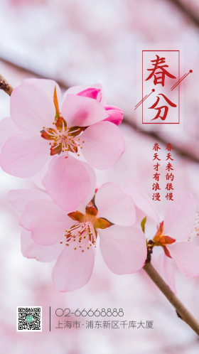 山桃春天山桃花野外绽放摄影图海报 春分 节气 传统节气