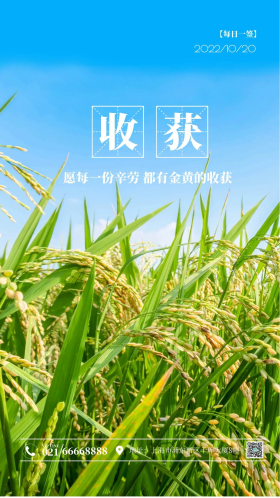 丰收夏季水稻稻田静物摄影图海报 丰收 收获 努力 励志 日签 问候