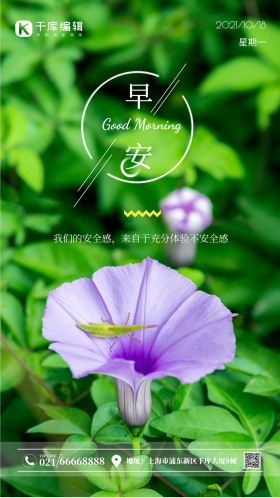 夏日盛开唯美牵牛花摄影图海报 你好 早上好 问候 文艺