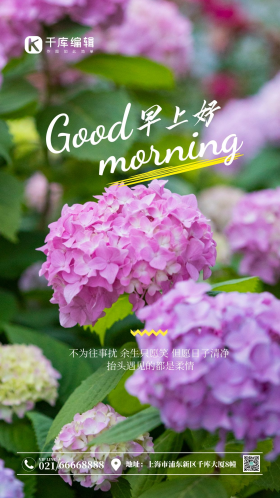 早安紫阳花绽放简约摄影图海报