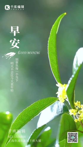 你好早安日签励志清晨年轻珍惜当下唯美意境雨天下的桂花风光摄影图