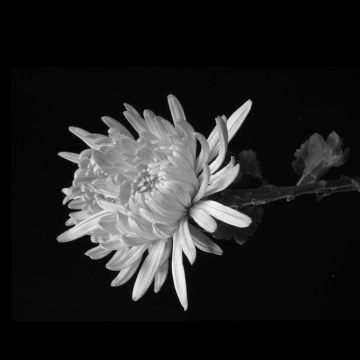 灰色菊花悼念哀悼方形海报