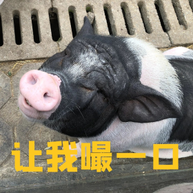 让我嘬一口猪猪摄影图黑色黄色田园表情包