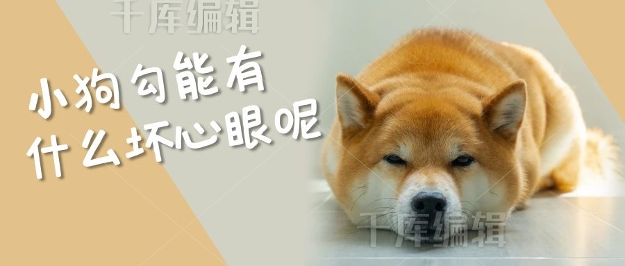 小狗能有什么坏心眼呢狗狗橙色搞笑公众号首图