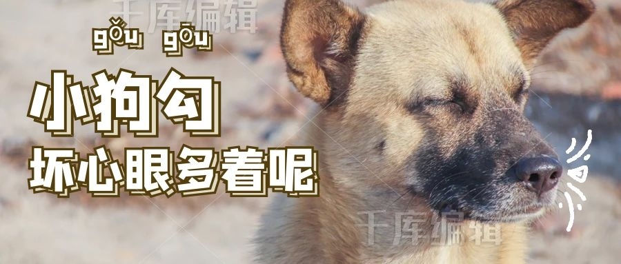 小狗勾坏心眼多着呢狗狗棕色搞笑公众号首图