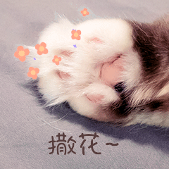 可爱猫爪撒花动态gif表情包